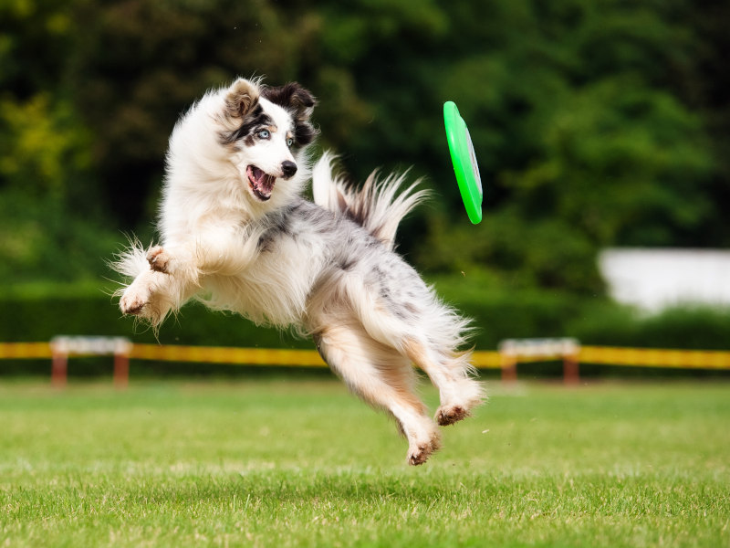 Action-Aufnahme Hund mit Frisbee