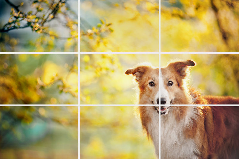 Beispiel für die Drittel-Regel in der Hundefotografie