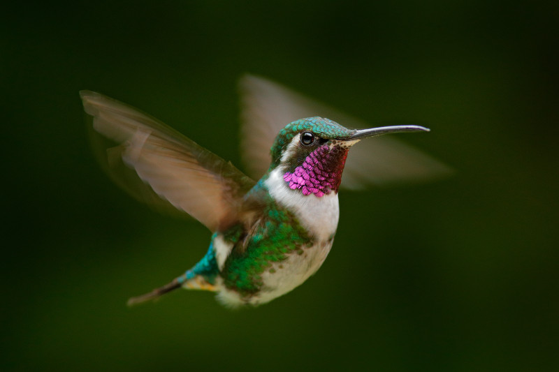 Die Königsdisziplin der Vogelfotografie - Kolibri im Flug