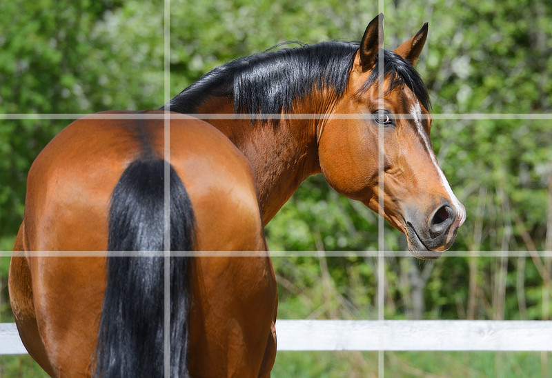 Drittel-Regel bei der Pferdefotografie