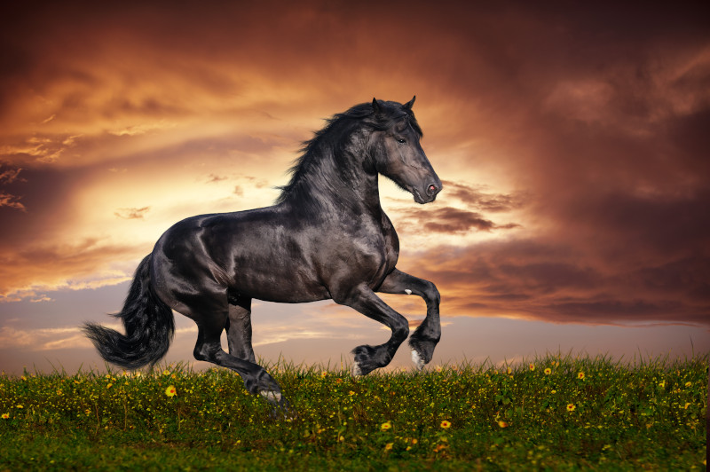 Pferde in Bewegung fotografieren: Auf die Verschlusszeit kommt es an