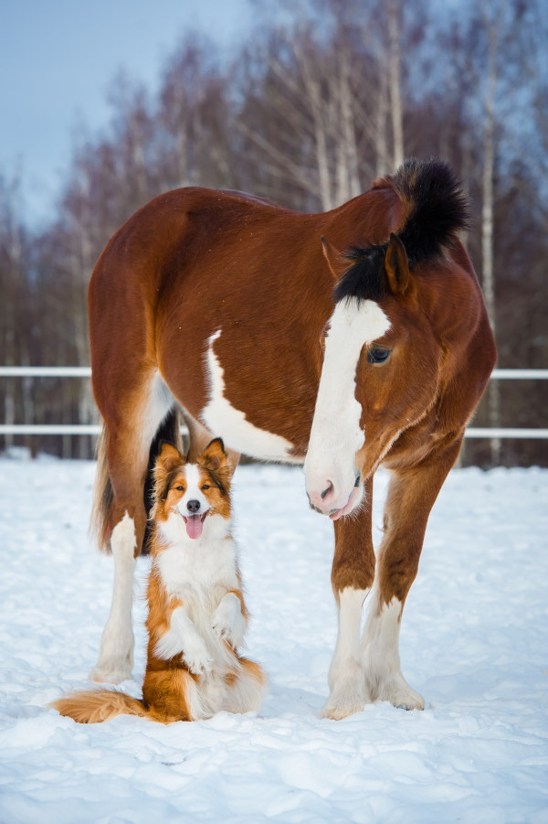Pferdefotoshooting mit Hund