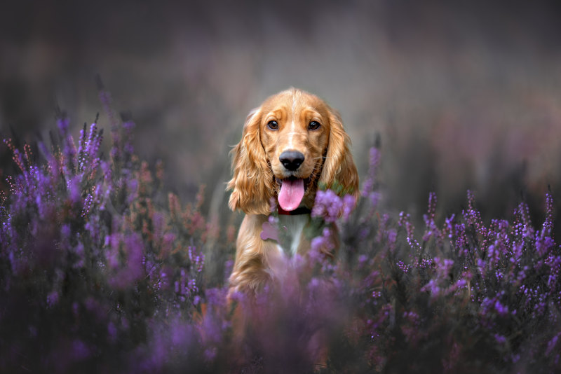 Tolle Foto-Idee - Hundeportrait in der blühenden Heide.jpg