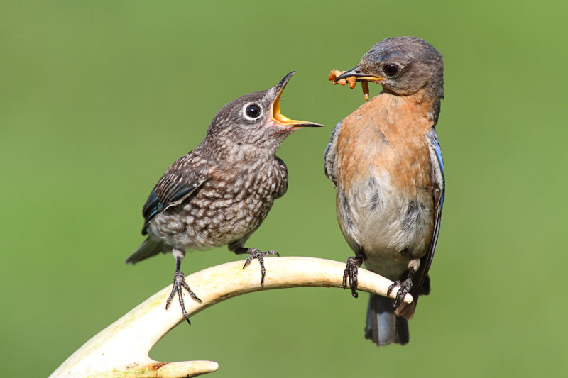 Vögel fotografieren - Tipps für Anfänger